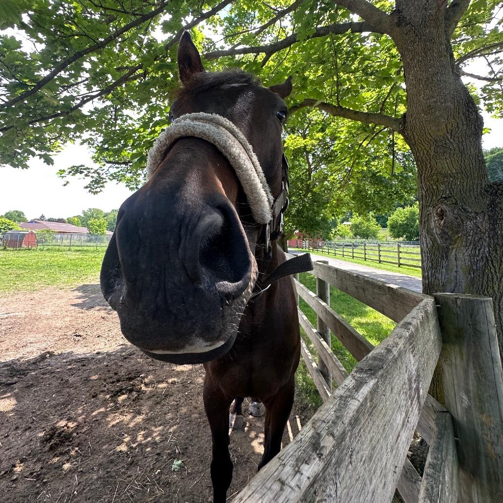 Enlarge Scottee (Montreux), a Adoptable Thoroughbred in Fairport, NY image 4/5