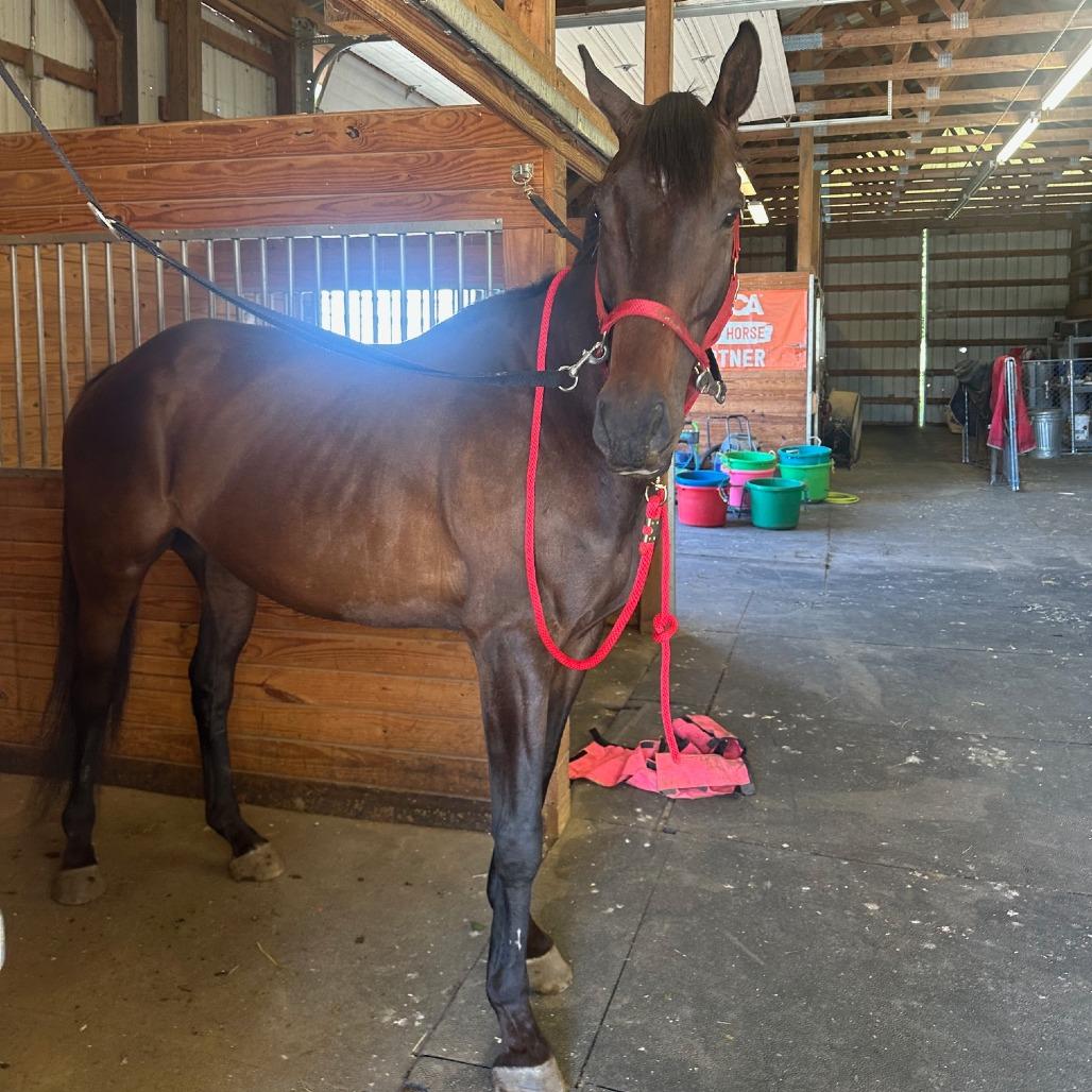 Enlarge Scottee (Montreux), a Adoptable Thoroughbred in Fairport, NY image 5/5