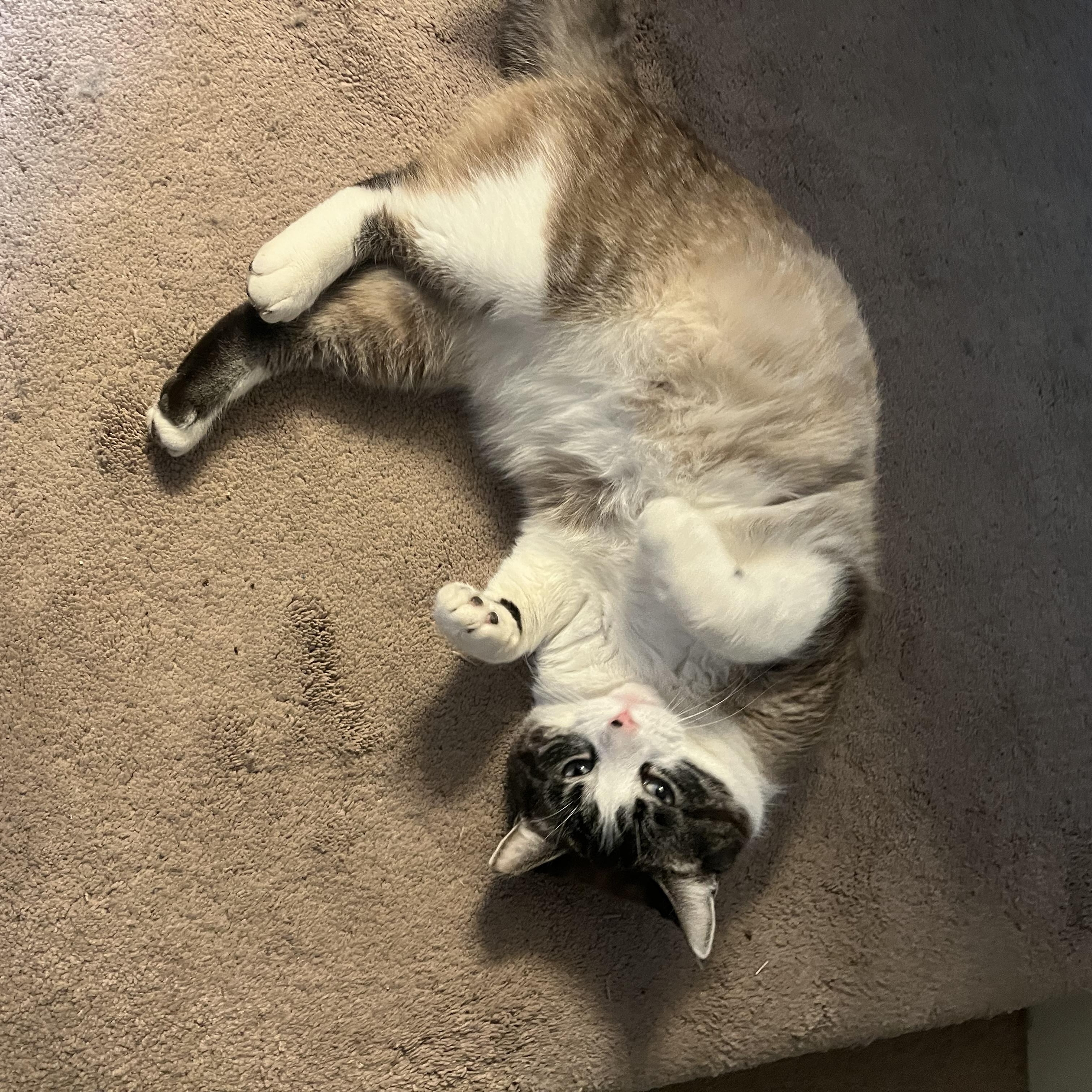 Sammy, an adopted mixed breed in Lewis Center, OH image 3/4