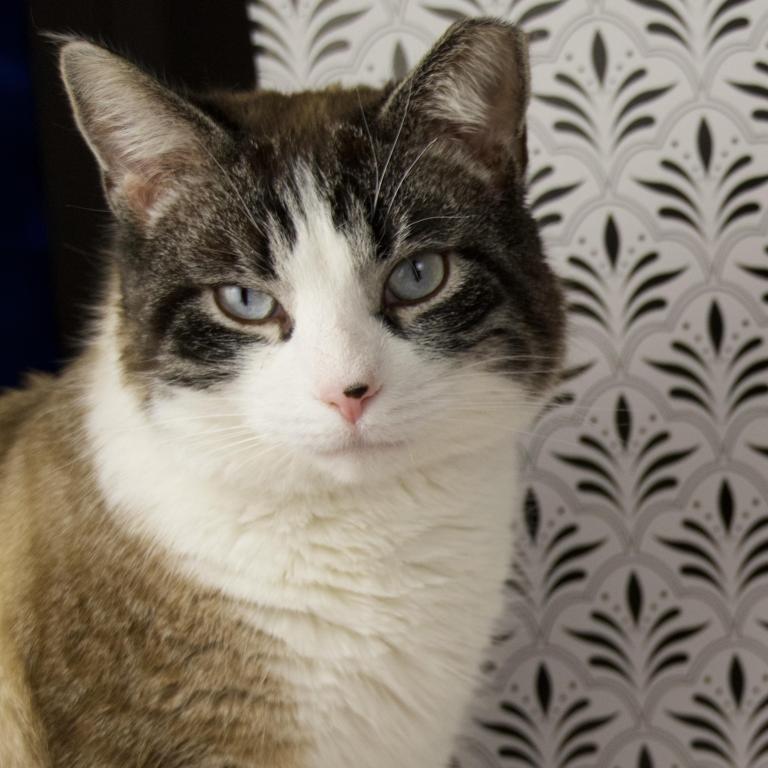 Sammy, an adopted mixed breed in Lewis Center, OH image 1/4