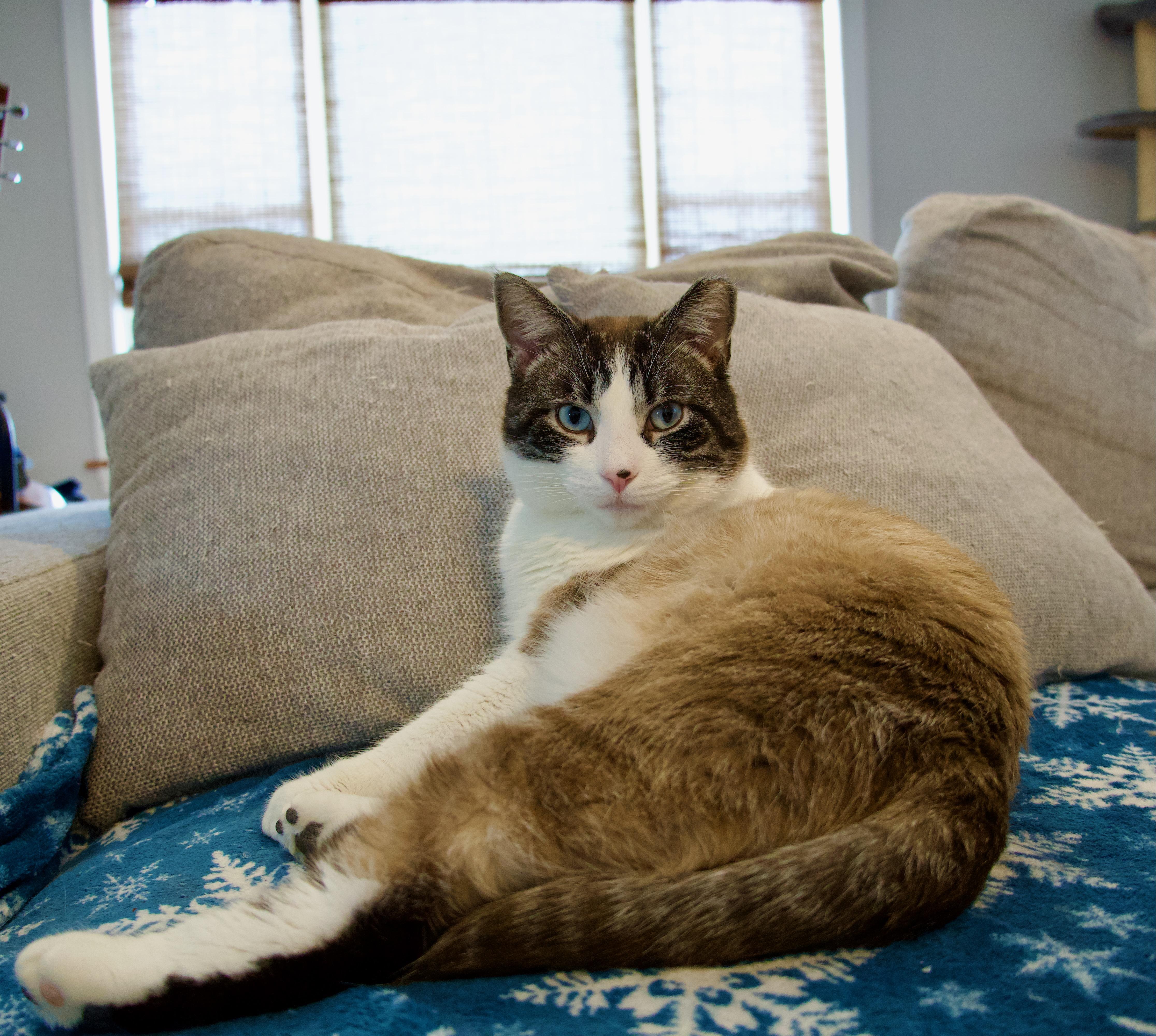 Sammy, an adopted mixed breed in Lewis Center, OH image 2/4