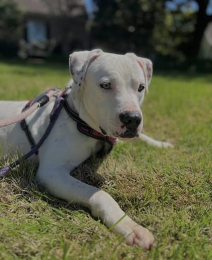 Coconut (160410) (In a foster home), an adopted Pit Bull Terrier in Baton Rouge, LA image 1/5