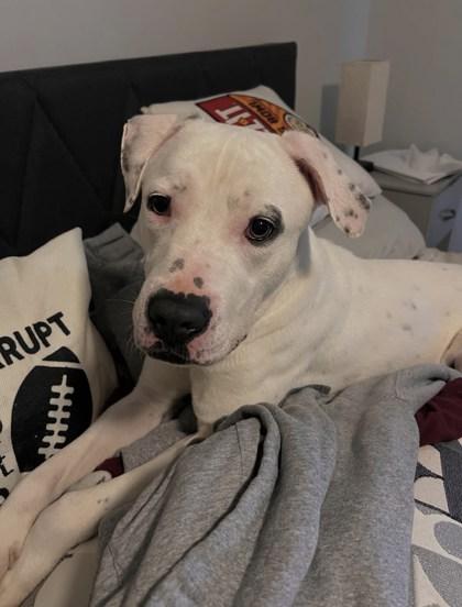 Coconut (160410) (In a foster home), an adopted Pit Bull Terrier in Baton Rouge, LA image 2/5