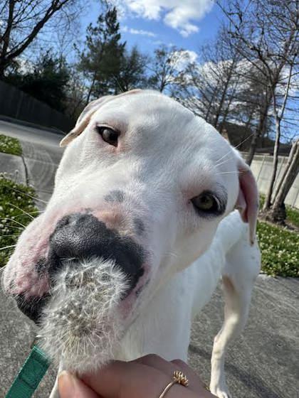Coconut (160410) (In a foster home), an adopted Pit Bull Terrier in Baton Rouge, LA image 3/5