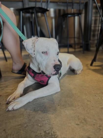 Coconut (160410) (In a foster home), an adopted Pit Bull Terrier in Baton Rouge, LA image 4/5