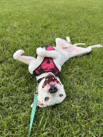 Coconut (160410) (In a foster home), an adopted Pit Bull Terrier in Baton Rouge, LA image 5/5