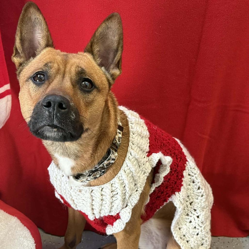 Enlarge Kiko, a Adoptable mixed breed in Saugerties, NY image 1/4