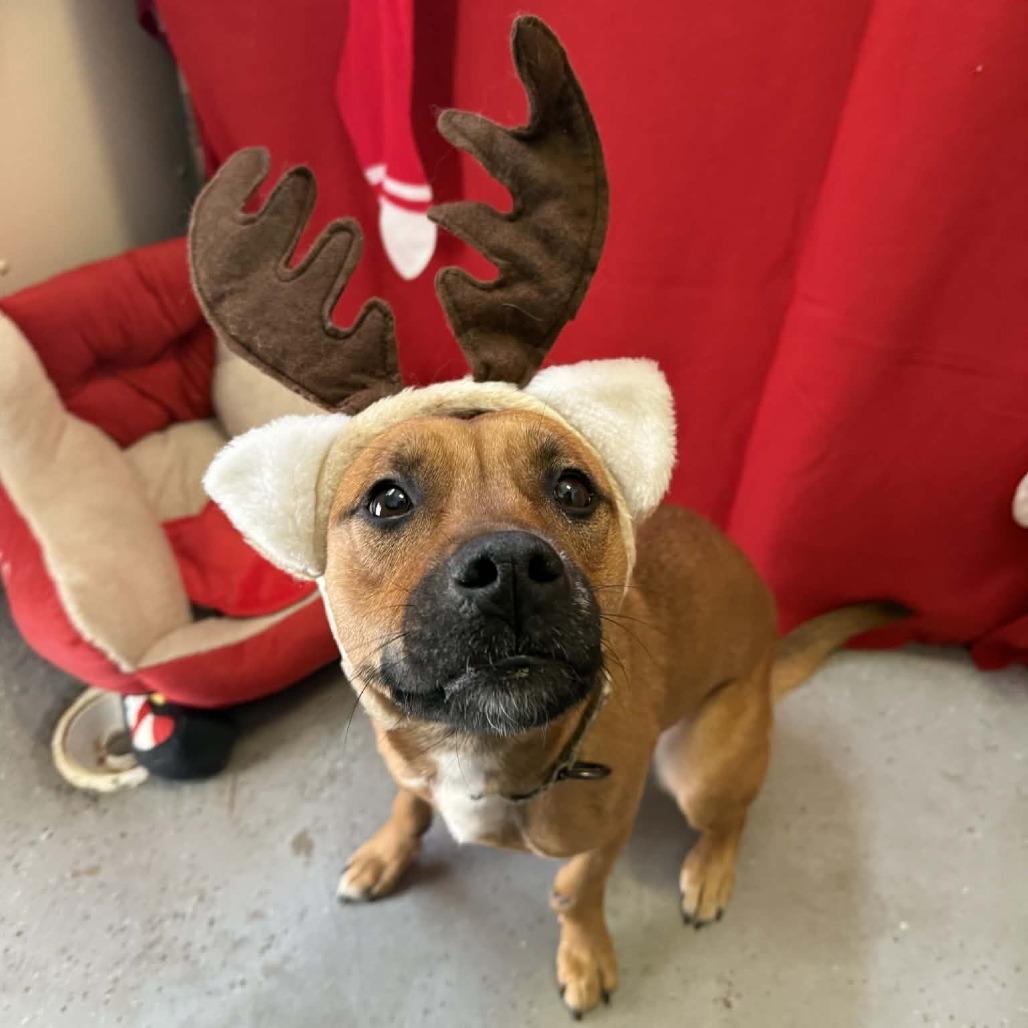 Enlarge Kiko, a Adoptable mixed breed in Saugerties, NY image 4/4