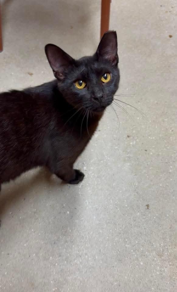 Onyx, a Adoptable Domestic Short Hair in Sicklerville , NJ image 1/3