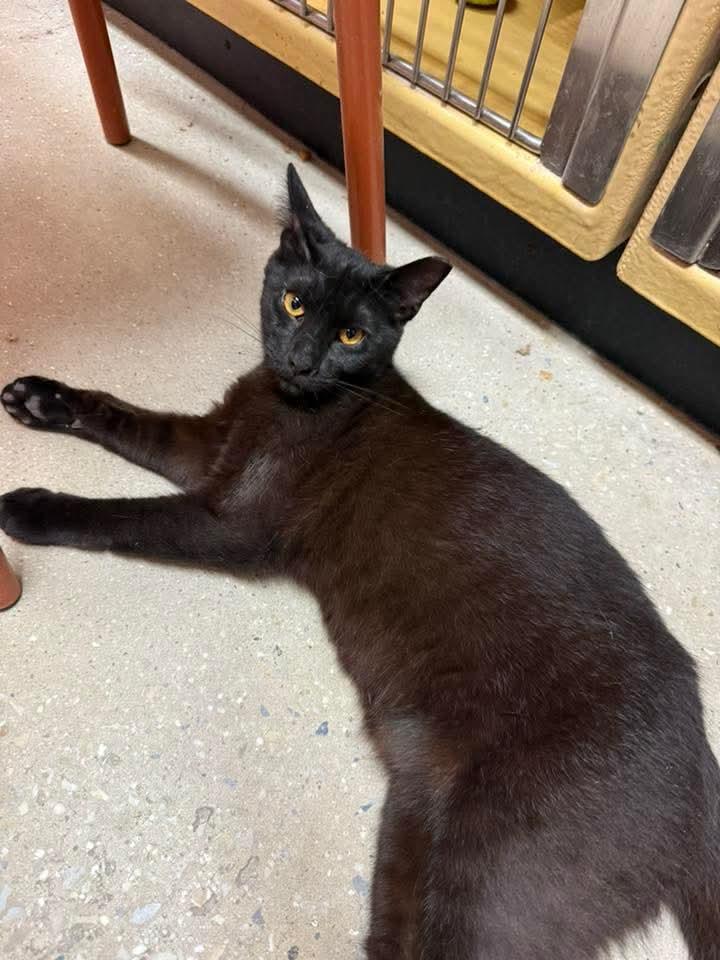 Onyx, a Adoptable Domestic Short Hair in Sicklerville , NJ image 2/3