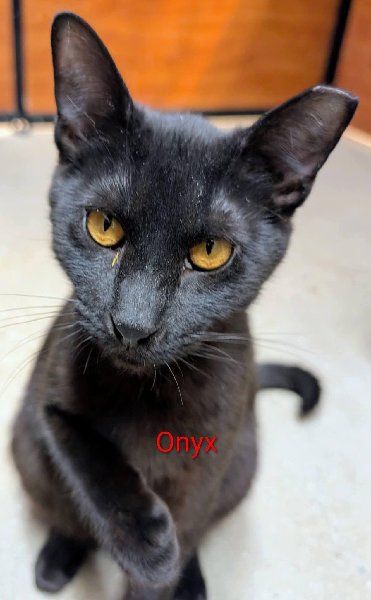 Onyx, a Adoptable Domestic Short Hair in Sicklerville , NJ image 3/3