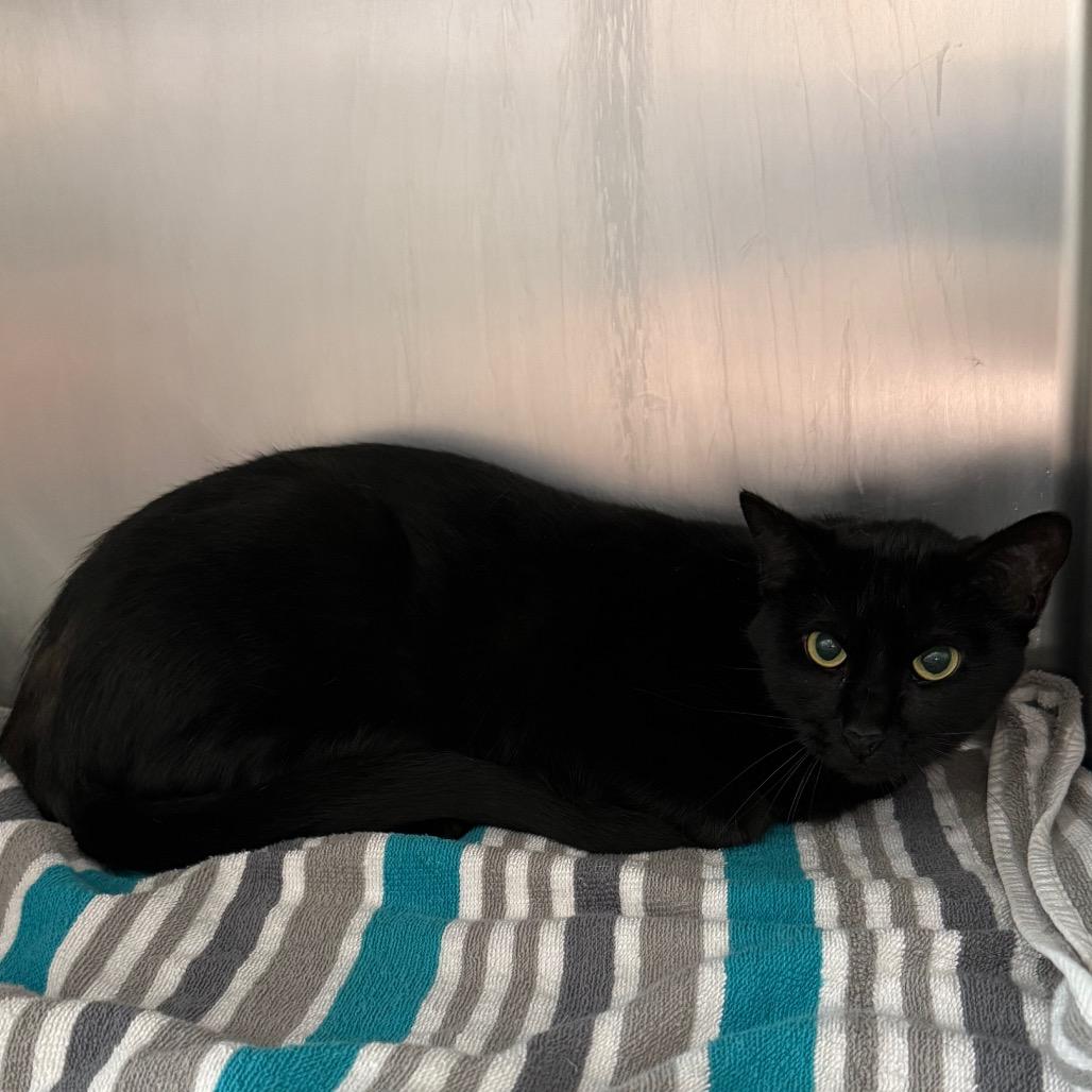 Enlarge Ellie Mae, a Adoptable Domestic Short Hair in Council Bluffs, IA image 1/4