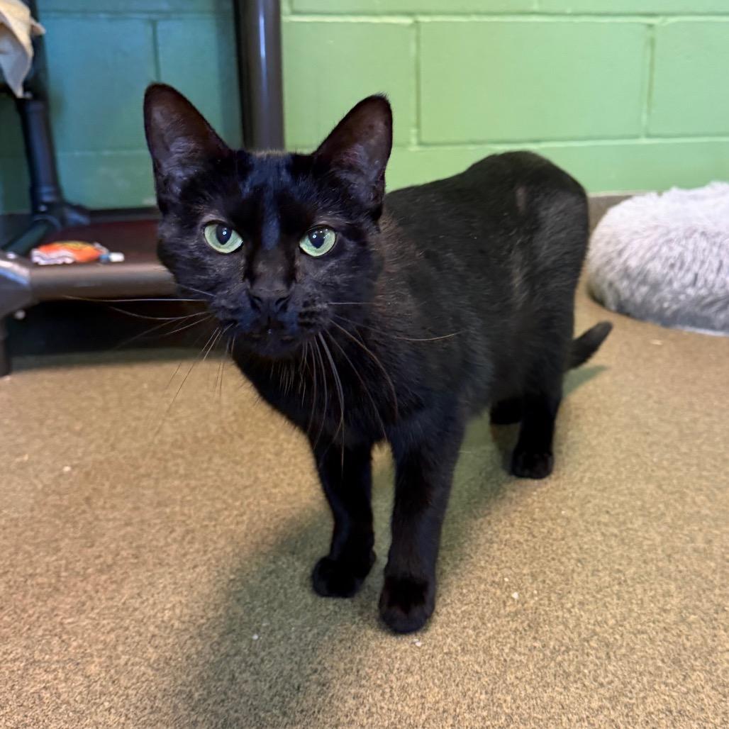 Enlarge Ellie Mae, a Adoptable Domestic Short Hair in Council Bluffs, IA image 2/4