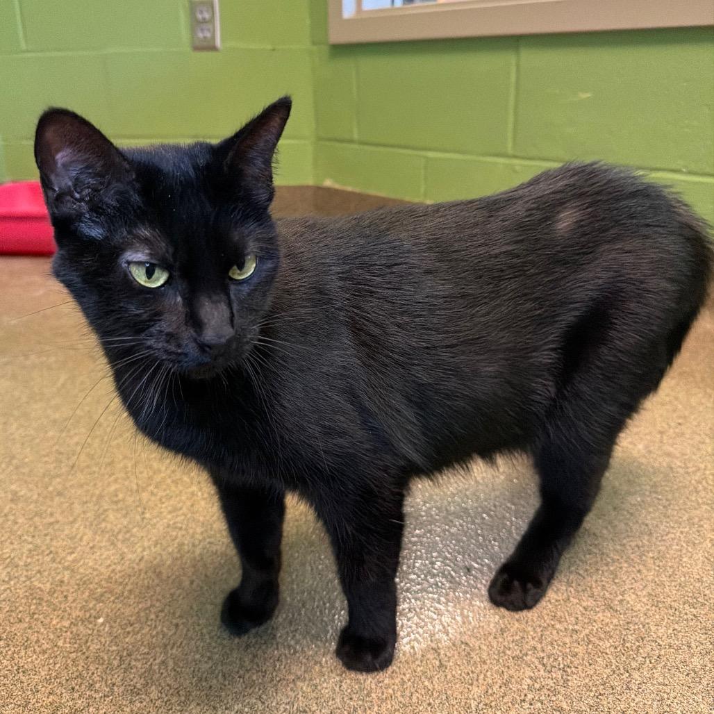 Enlarge Ellie Mae, a Adoptable Domestic Short Hair in Council Bluffs, IA image 3/4