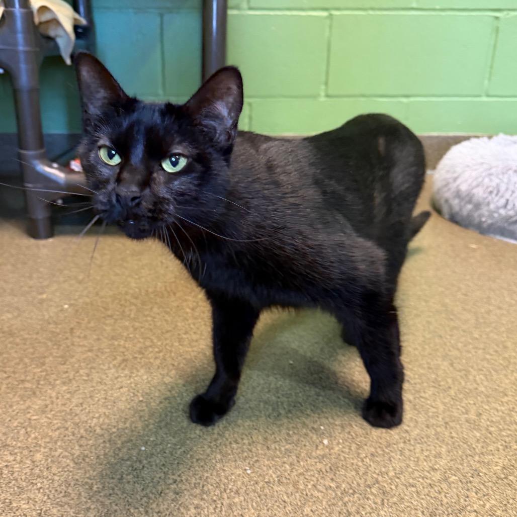 Enlarge Ellie Mae, a Adoptable Domestic Short Hair in Council Bluffs, IA image 4/4