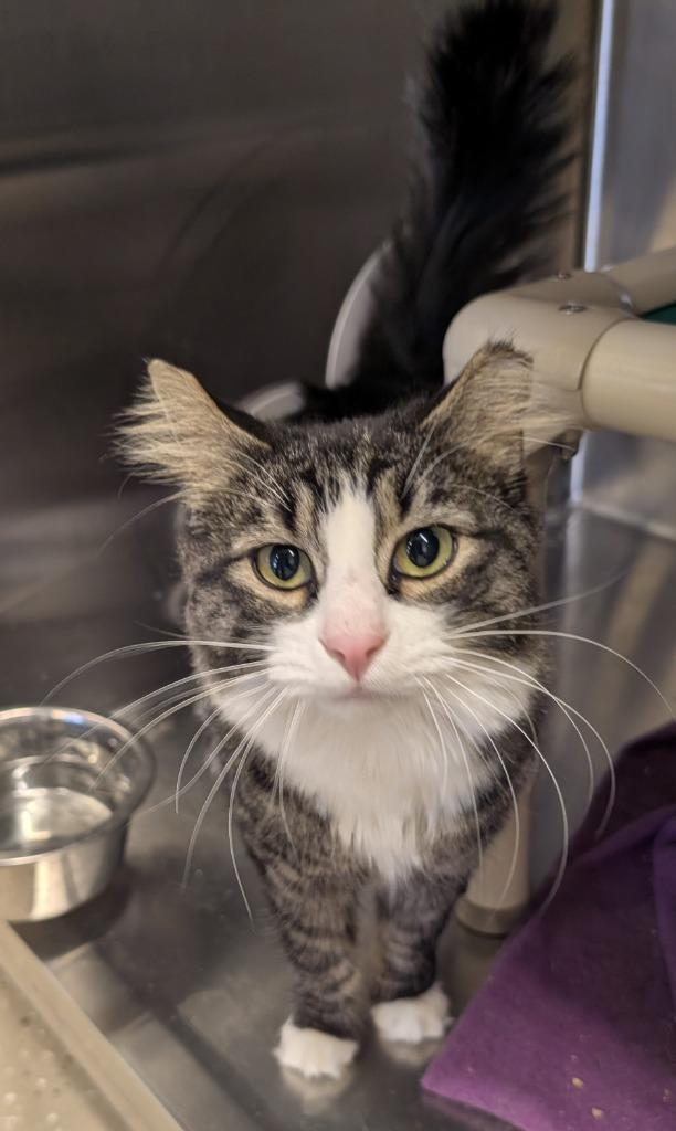 Miss Kitty, Adopted, Adult Female Domestic Medium Hair.