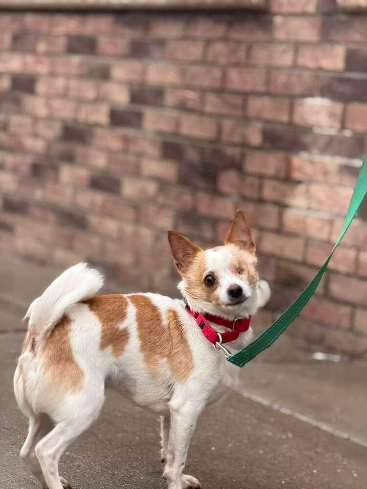 Enlarge Chi Chi, a Adoptable mixed breed in New York, NY image 1/6