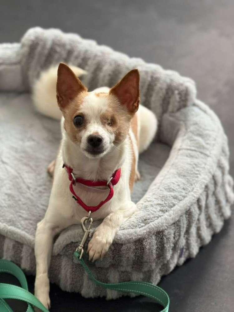 Enlarge Chi Chi, a Adoptable mixed breed in New York, NY image 3/6