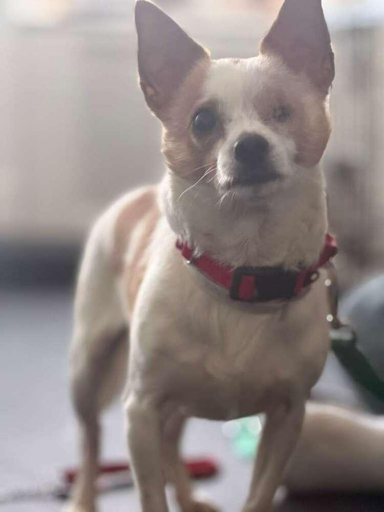 Enlarge Chi Chi, a Adoptable mixed breed in New York, NY image 4/6