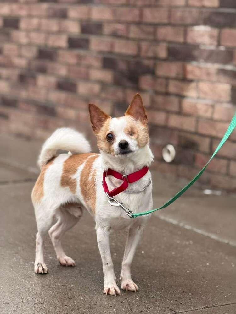 Enlarge Chi Chi, a Adoptable mixed breed in New York, NY image 5/6