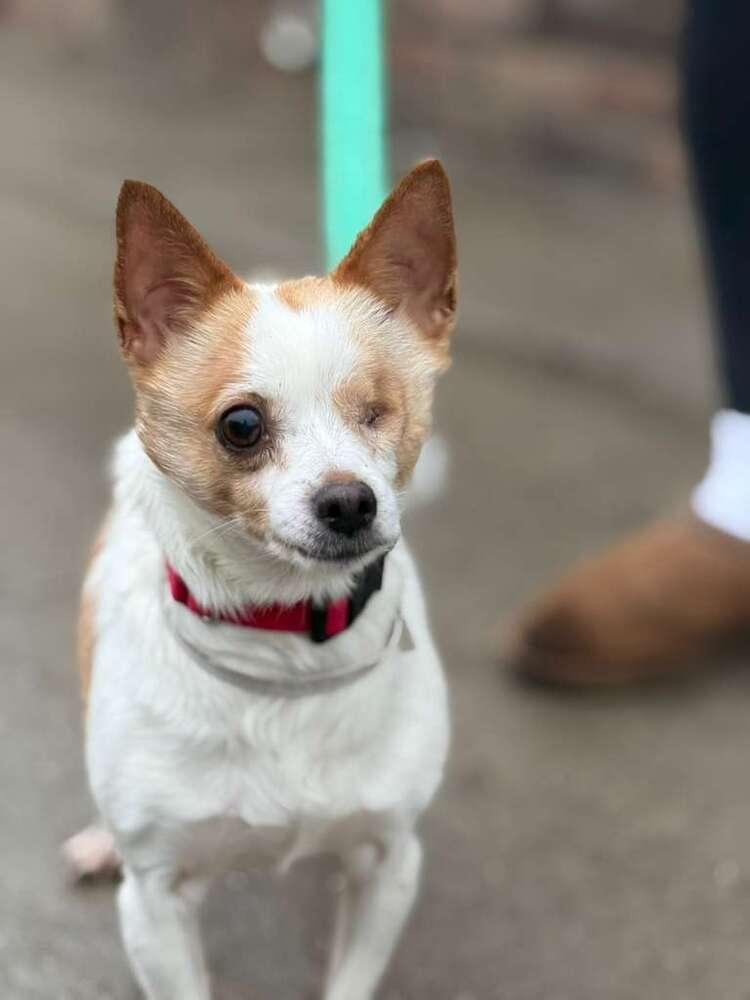 Enlarge Chi Chi, a Adoptable mixed breed in New York, NY image 6/6