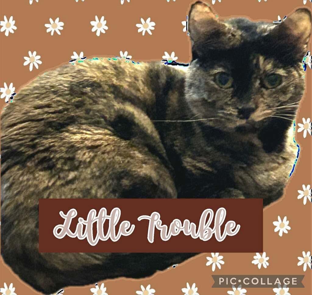 Enlarge Little Trouble, a Adopted mixed breed in Richland Hills, TX image 1/1