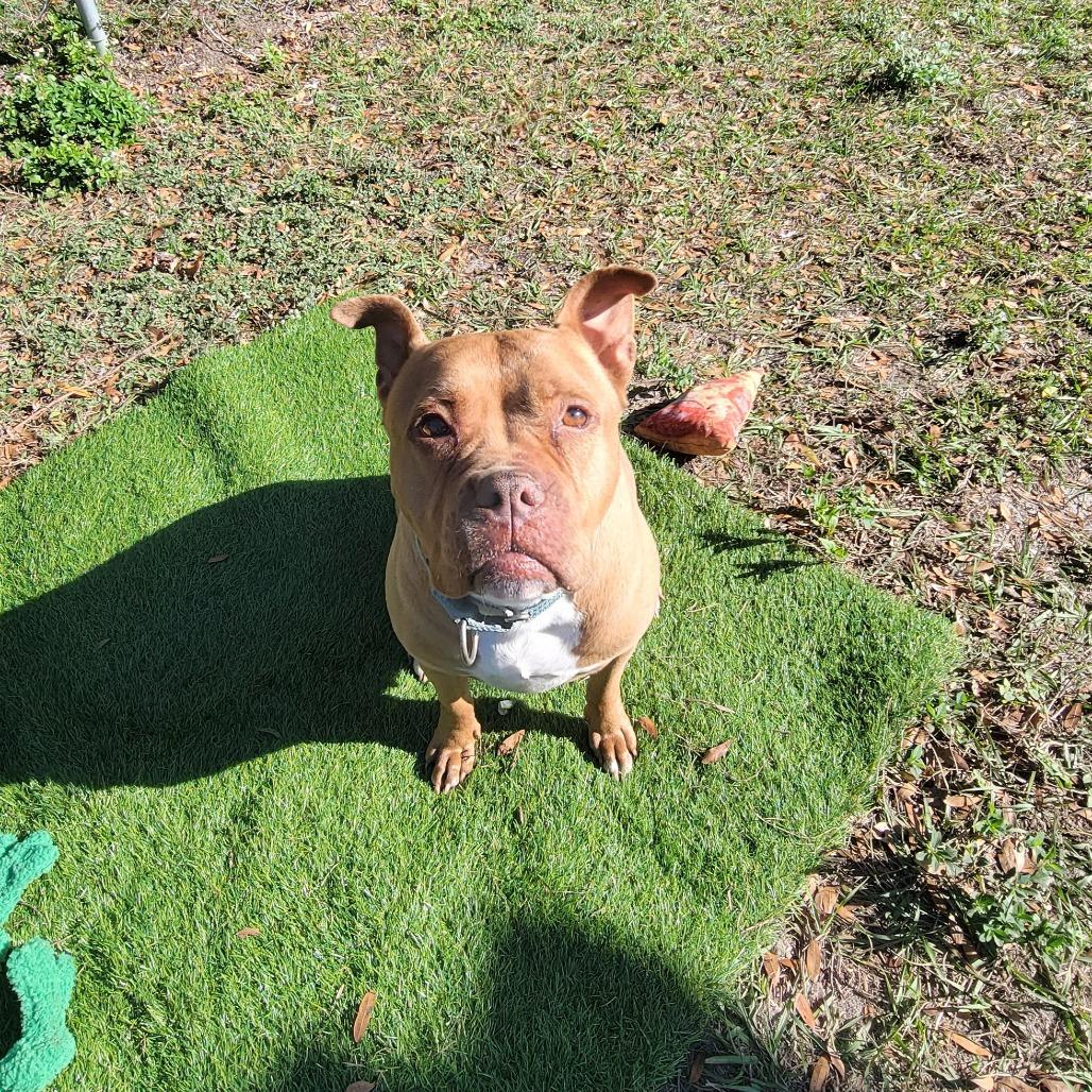 Rosie, Adoptable, Adult Female Pit Bull Terrier.