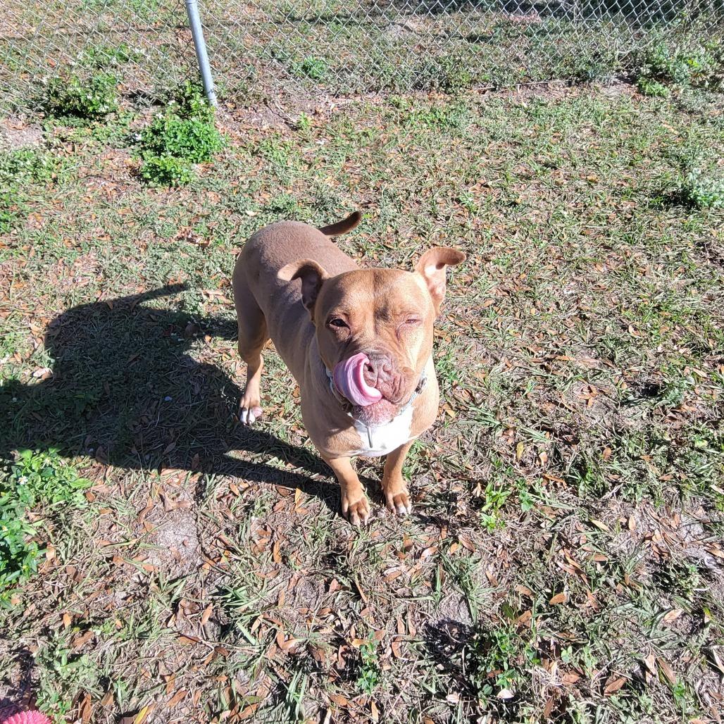Enlarge Rosie, a Adoptable Pit Bull Terrier in Lake Panasoffkee, FL image 3/5