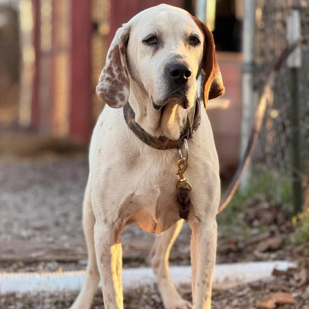 Red, ADOPTABLE, Senior Male Coonhound.