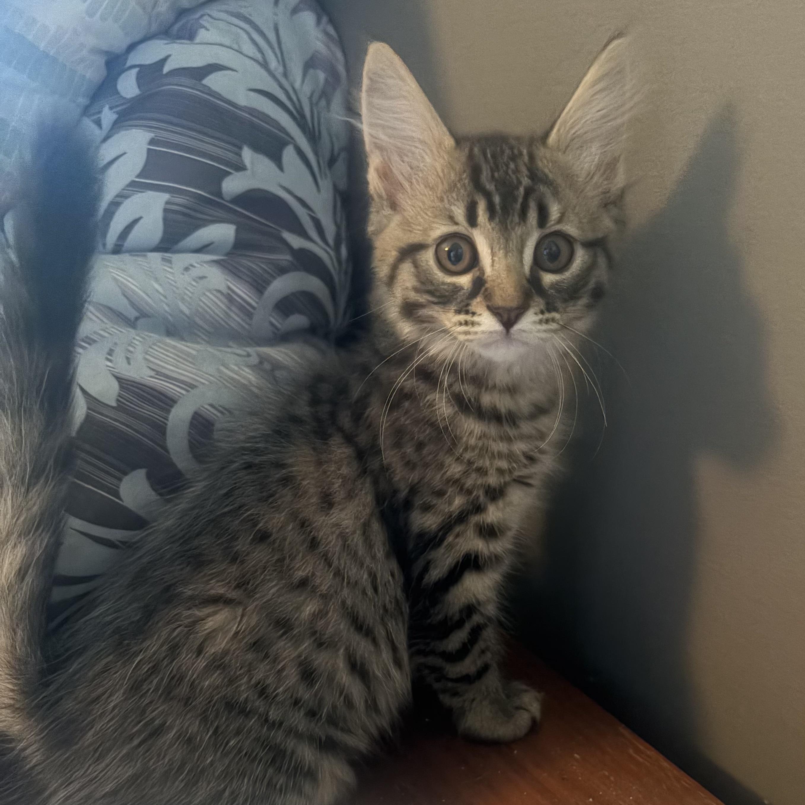 Monica, Adoptable, Kitten Female Domestic Medium Hair & Tabby.