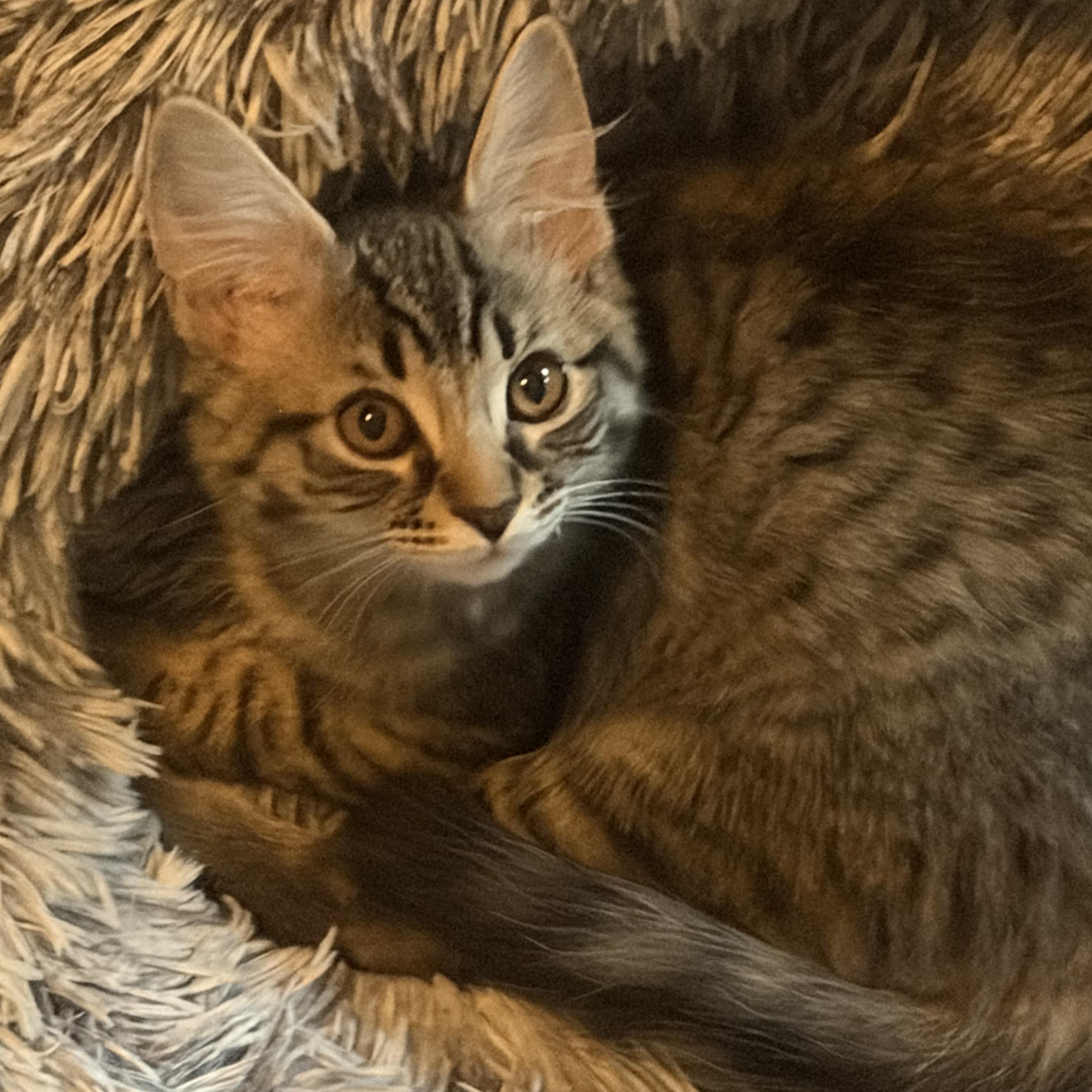 Enlarge Monica, a Adoptable mixed breed in East Amherst, NY image 4/5