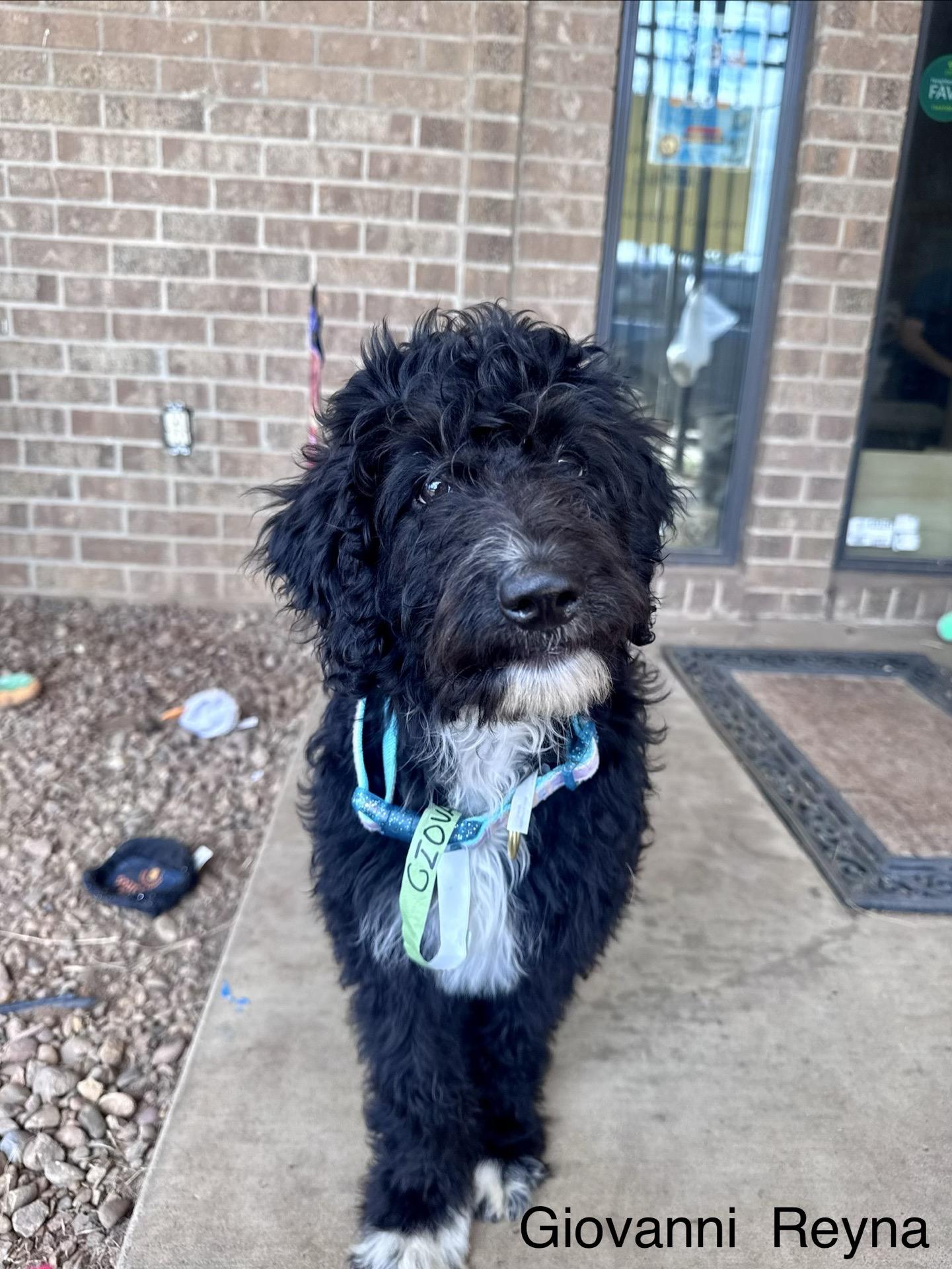 Giovanni Reyna, Adoptable, Puppy Female Standard Poodle & Border Collie.