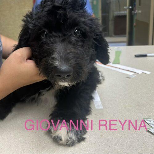 Enlarge Giovanni Reyna, a Adoptable mixed breed in Broken Arrow, OK image 2/2