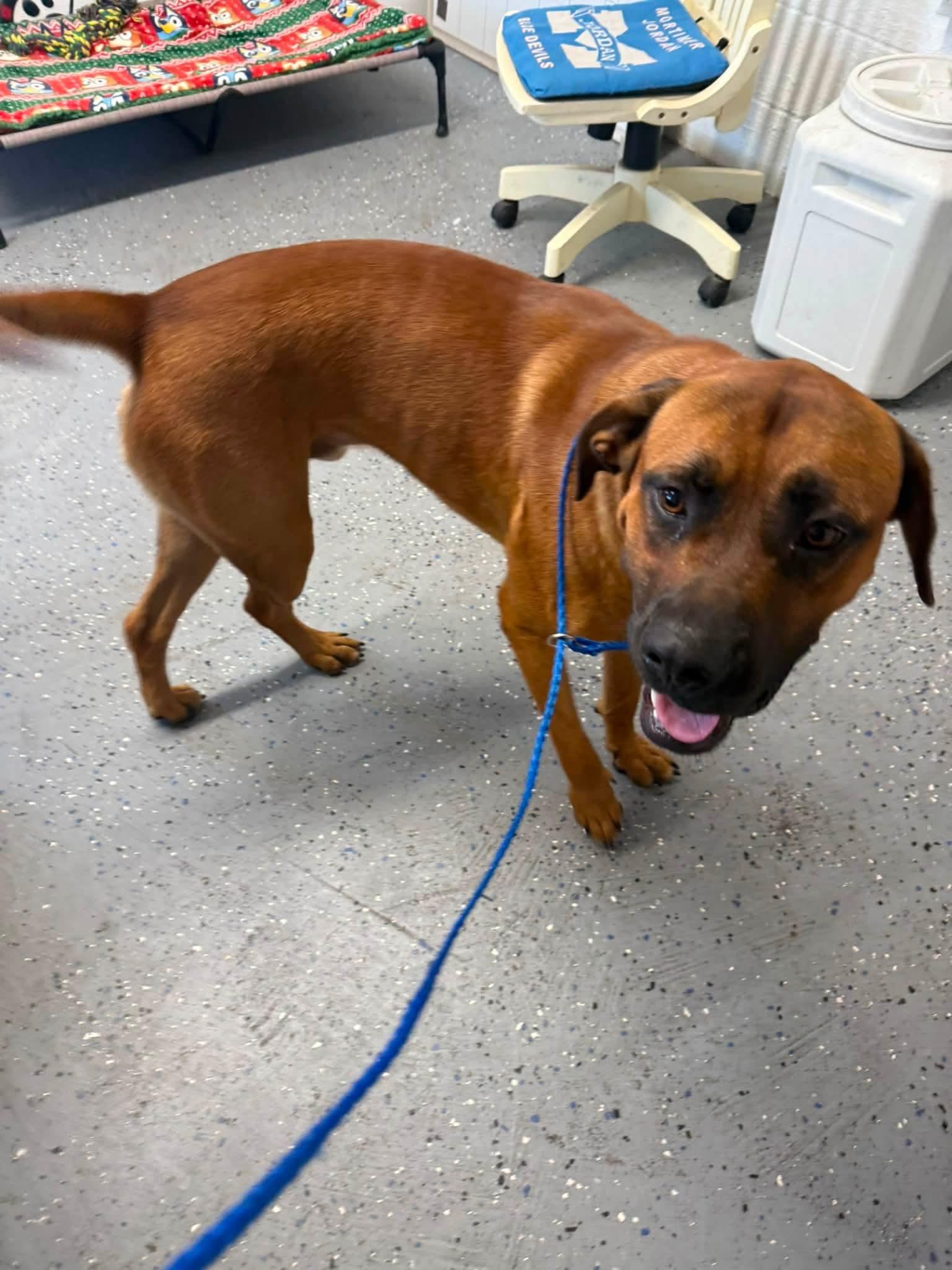 Enlarge Brutus, a Adoptable mixed breed in Lewisburg, TN image 2/2