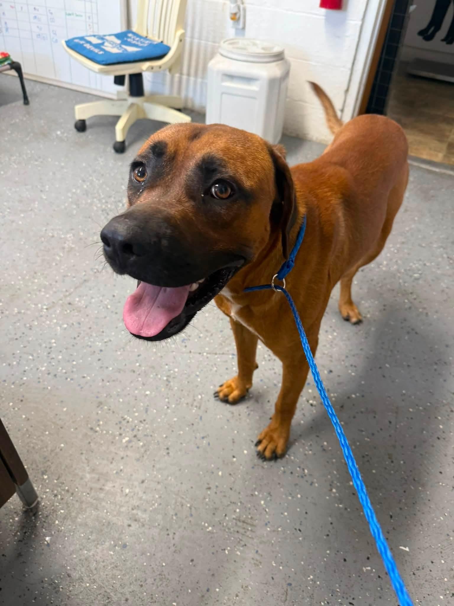 Brutus, Adoptable, Young Male Black Mouth Cur & Boxer.