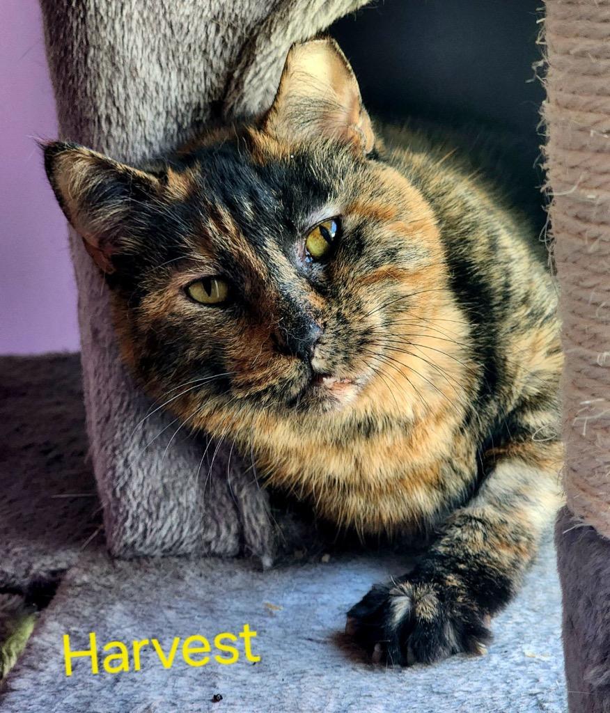 Harvest, Adoptable, Adult Female Domestic Short Hair.
