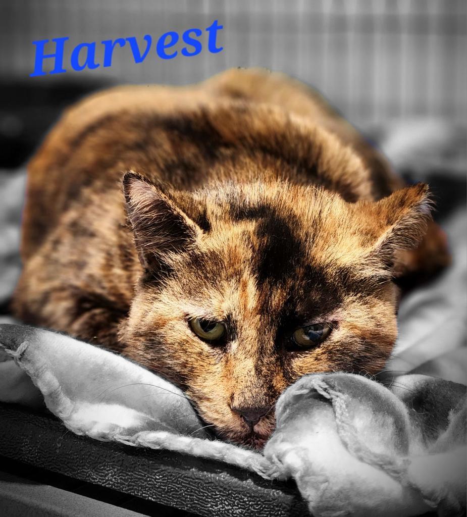Harvest, Adoptable, Adult Female Domestic Short Hair.