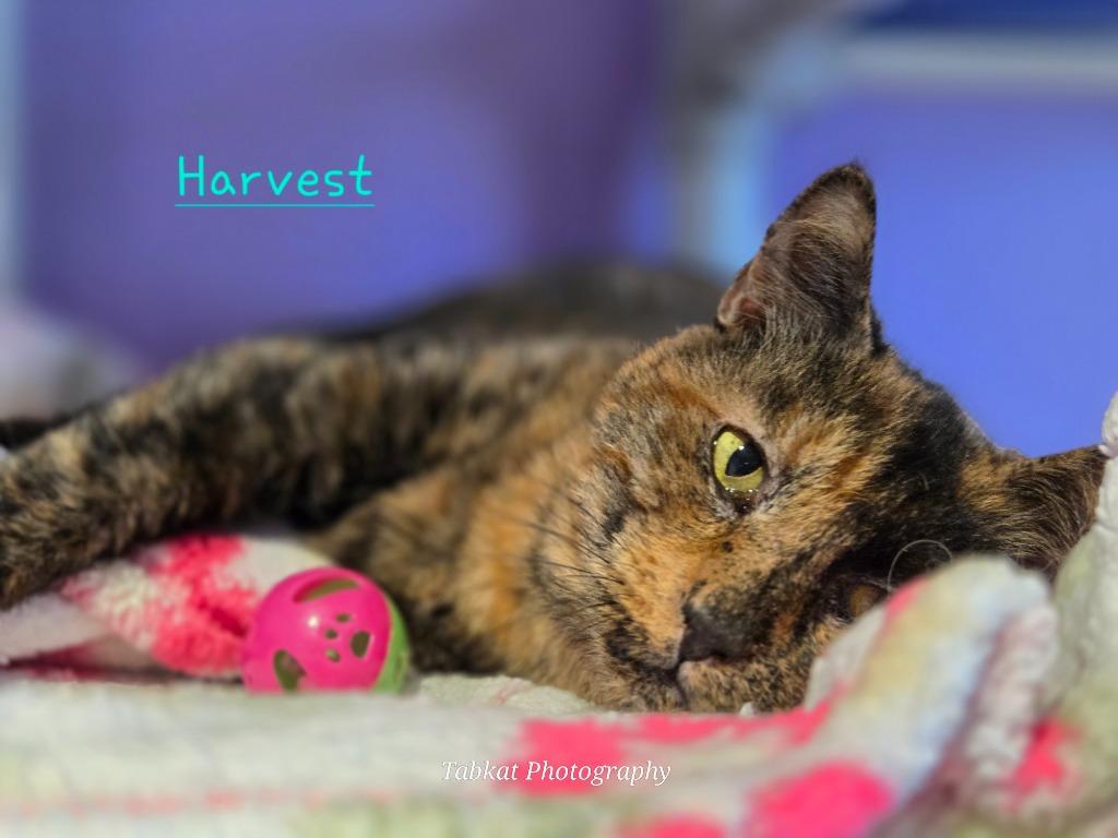 Enlarge Harvest, a Adoptable mixed breed in Cambridge, MD image 3/3