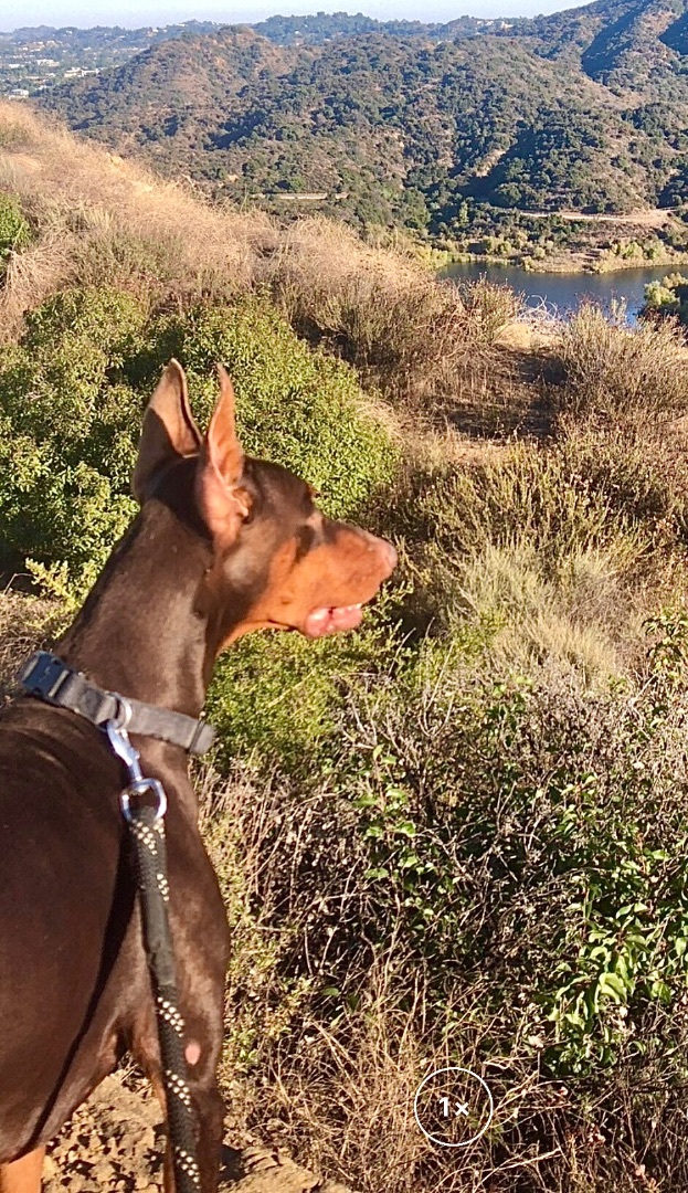 Dog for adoption Jaxson, a Doberman Pinscher in Encino, CA Petfinder