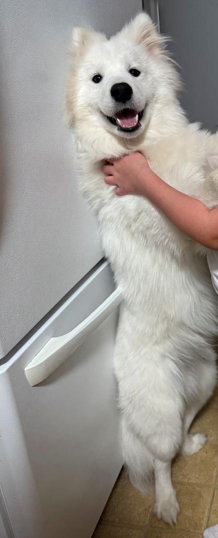 Maui, Adopted, Young Male Samoyed.