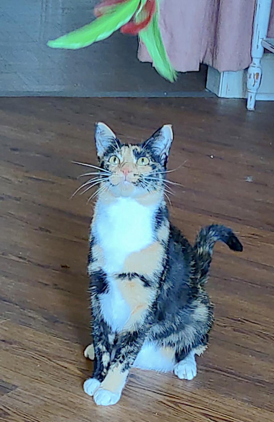 Enlarge Hello Dolly, a ADOPTABLE American Shorthair in Shelbyville, TN image 5/6