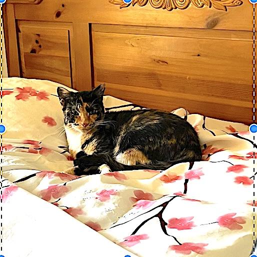 Hello Dolly, ADOPTABLE, Adult Female American Shorthair.