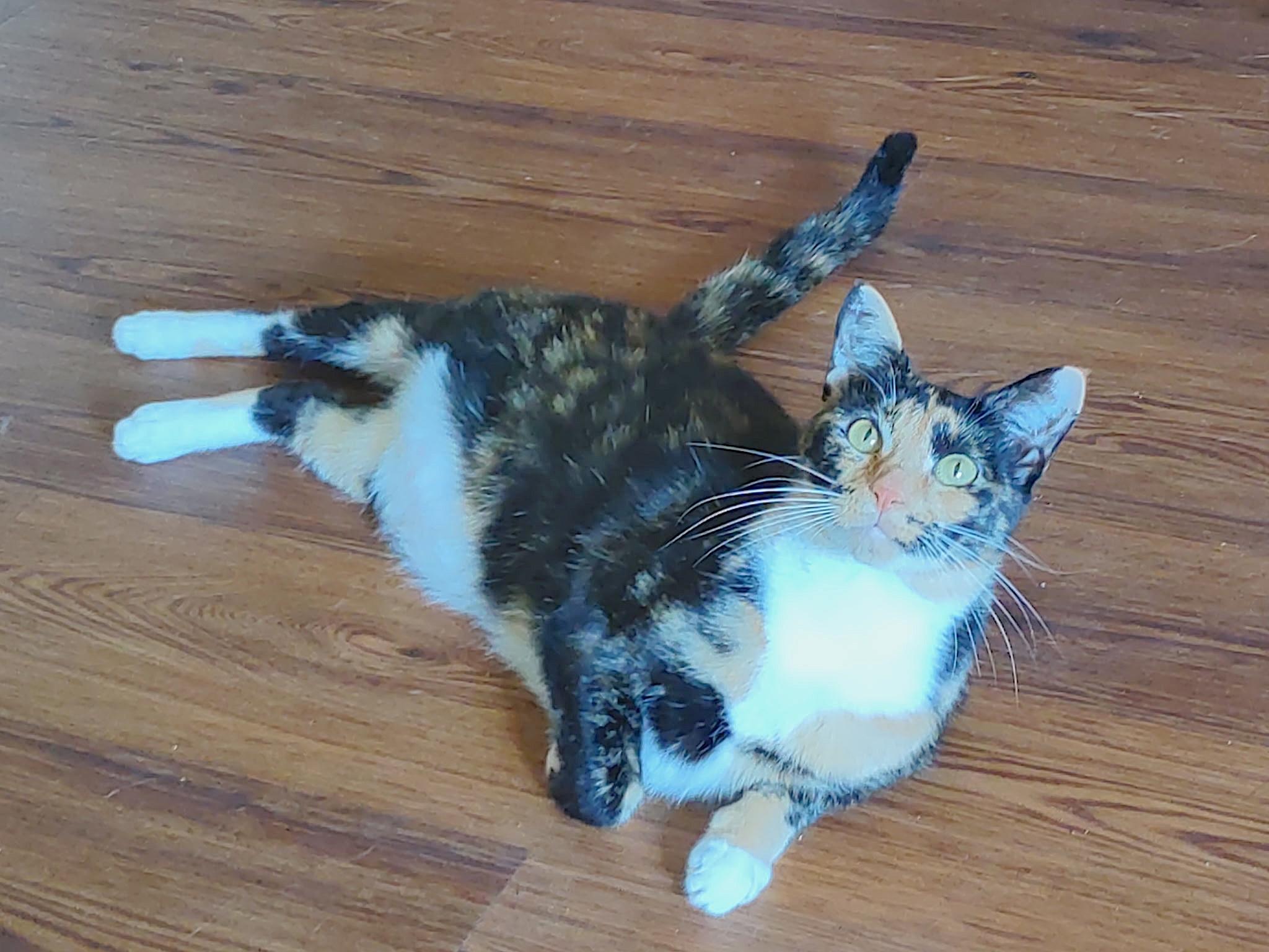 Enlarge Hello Dolly, a ADOPTABLE American Shorthair in Shelbyville, TN image 6/6