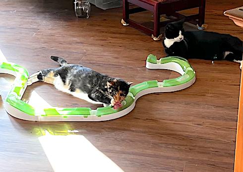 Enlarge Hello Dolly, a ADOPTABLE American Shorthair in Shelbyville, TN image 2/6