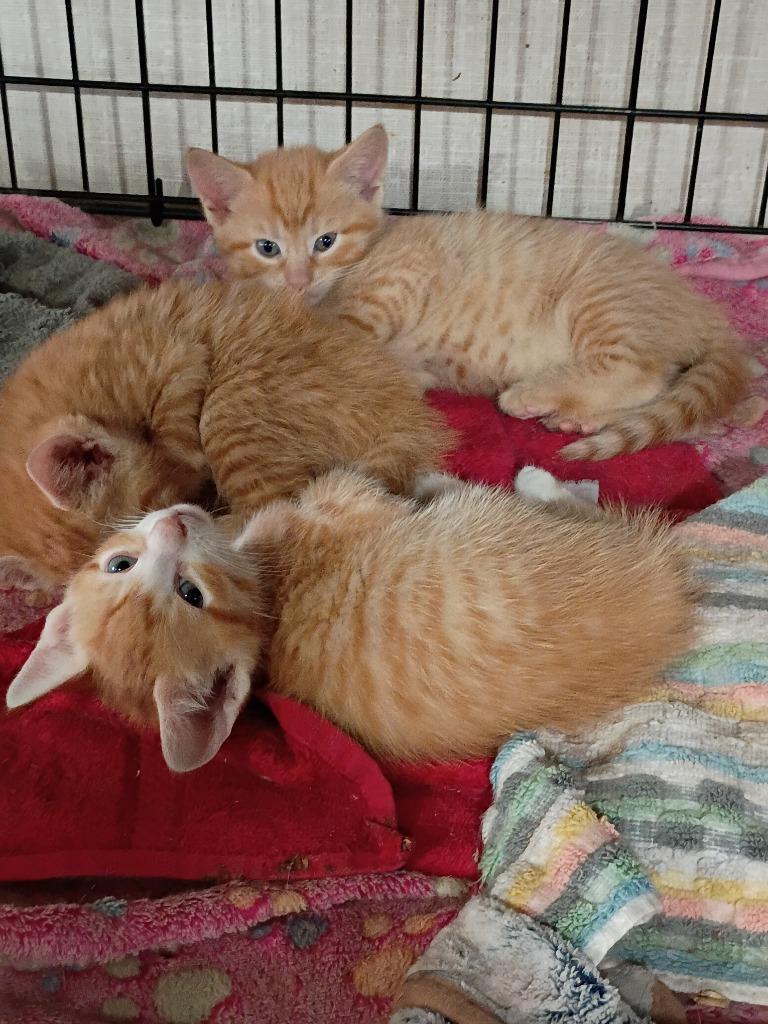 Primrose (E), Adoptable, Kitten Female Domestic Short Hair.
