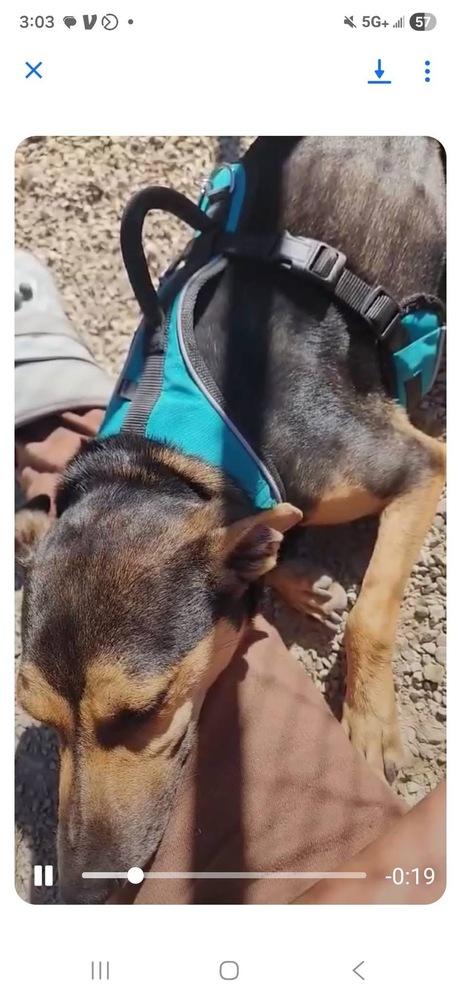 Enlarge Baxter Boy, a Adoptable mixed breed in Aurora, IN image 1/5