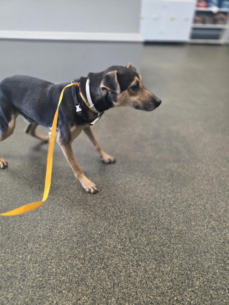 Enlarge Baxter Boy, a Adoptable mixed breed in Aurora, IN image 2/5