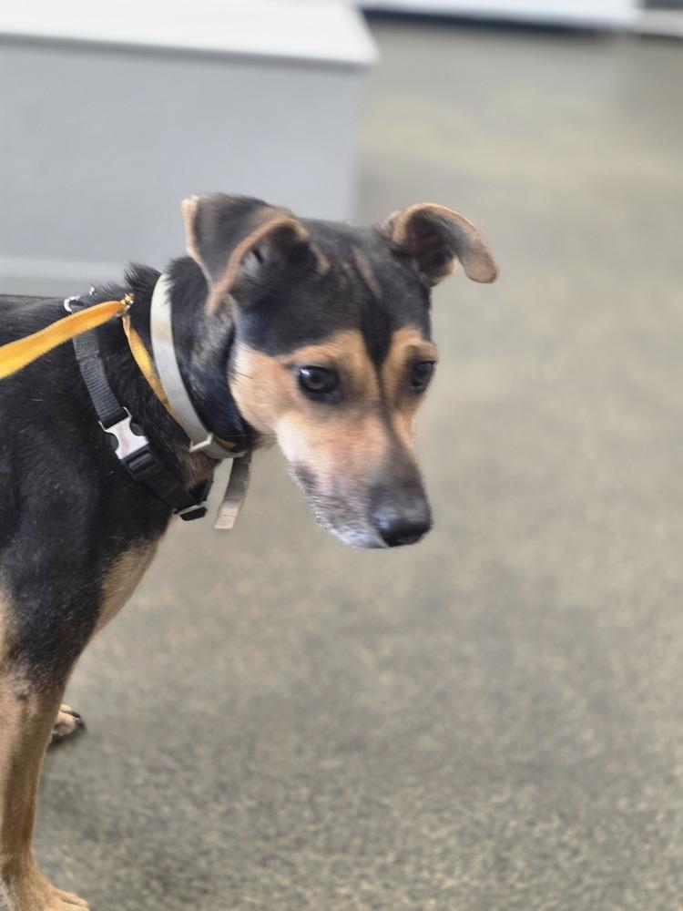 Enlarge Baxter Boy, a Adoptable mixed breed in Aurora, IN image 3/5