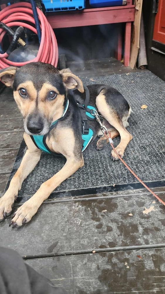 Enlarge Baxter Boy, a Adoptable mixed breed in Aurora, IN image 4/5