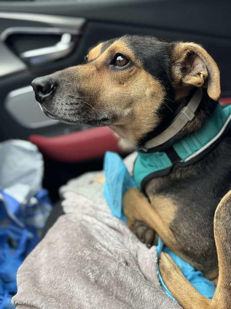 Baxter Boy thumbnail 5